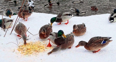 Jak a čím krmit kachny v zimě: na ulici, ve skleníku, ve stodole?